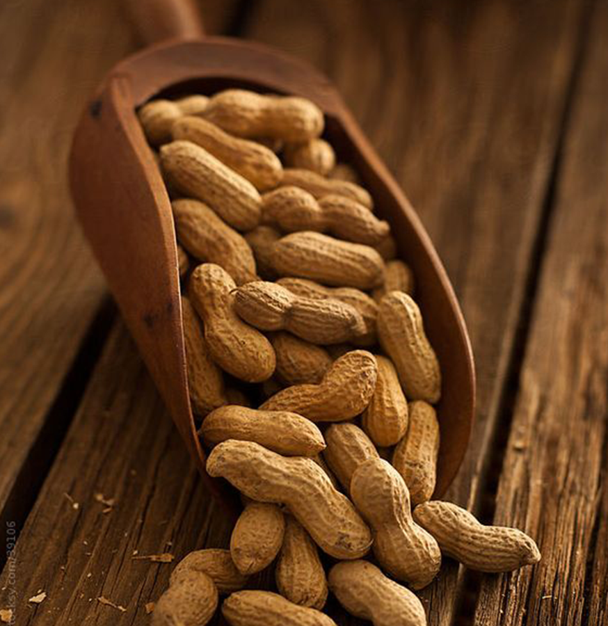 Groundnut