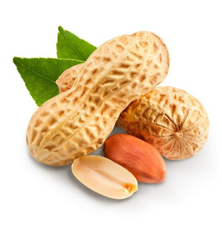 Groundnut