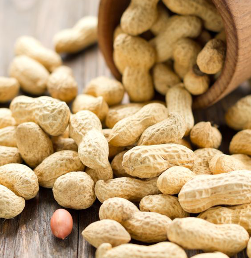 Groundnut