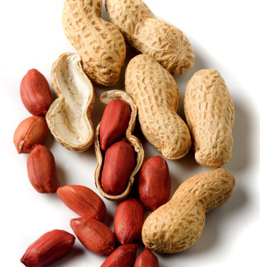 Groundnut